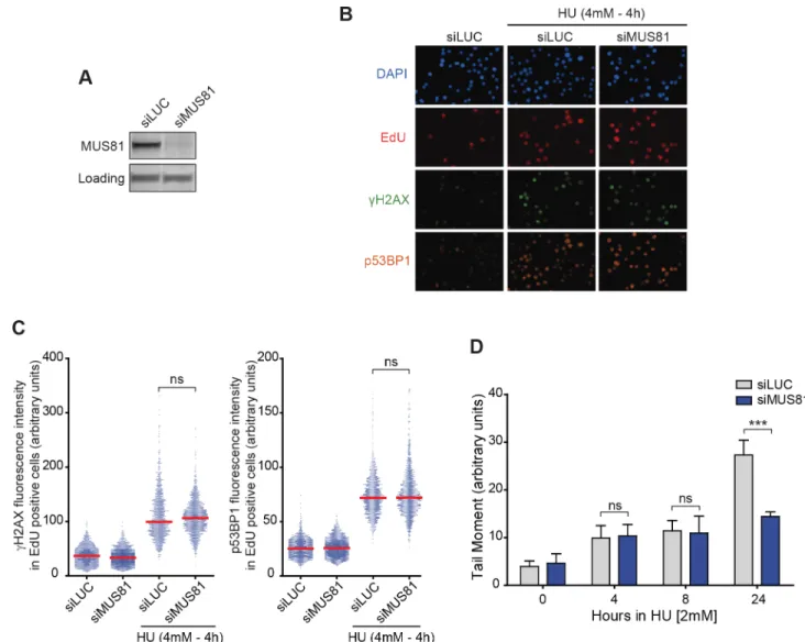 Fig 2. Rapid replication fork breakage (RRFB) is independent of MUS81. (A) Western blot of whole cell extracts of RKO cells showing depletion of Mus81 by siMus81 compared to a control, siLUC