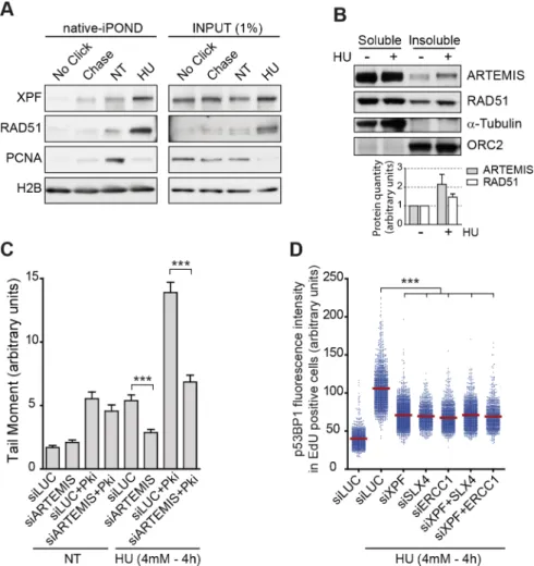 Fig 4. Regulation of ARTEMIS and XPF dependent RRFB. (A) Purification of fork-associated proteins by native- native-iPOND in response to HU (4mM– 4hours)
