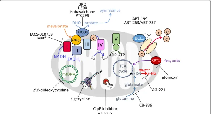 Fig. 2 Pharmacological inhibitors used to disrupt mitochondrial activities in myeloid leukemia