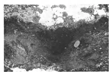 Fig. 7 Polygonal  crack (snow covered)  and  peat wedge in active layer in  Base Cgmp beach ridge,  August  1970