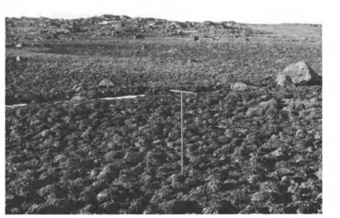 Fig. 9  Turf hummocks near ice-wedge polygon site, August  1970. 