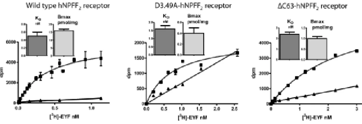 Fig. 2. Saturation binding curves of [ 3 H]-EYF interaction with the wild type neuropeptide FF2  receptor and mutants D3.49A-hNPFF 2  and  Δ C63-hNPFF 2  receptors