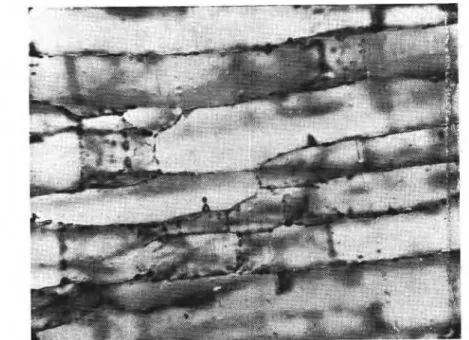 Fig.  3.  Photomicrograph  of  a  horizontal  section  of sea  ice  at  -30°C  exhibiting  the  distribution  of  brine  pockets  along  the  boundaries  of the  dendrites formed  at  the  ice-water  interface  during freezing  (mgniJication:  30  X  )