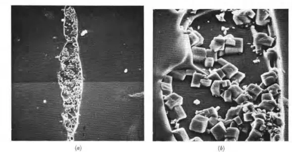 Fig.  7.  a.  Scanning  electron  micrograph  of  a  vertical  section  of  a  brine  pocket  at  -30°C,  salinity  4%,