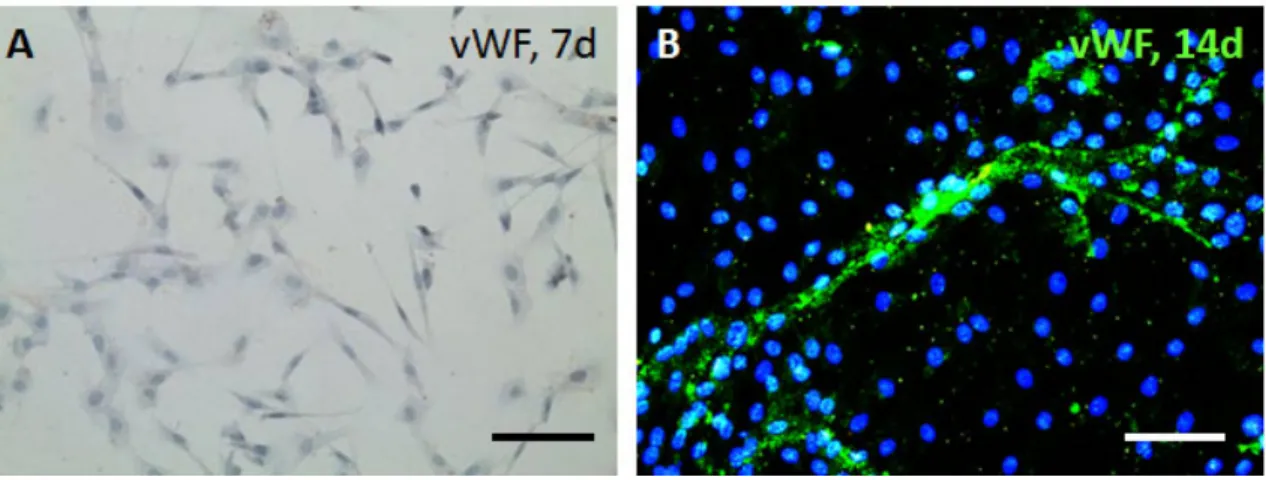 Figure 3-14 MSCs cultured in endothelial differentiation medium and stained immunohistochemically for  vWF at (A) 7 days and (B) 14 days