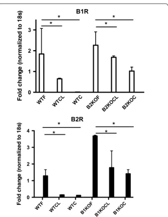 Fig. 3  Fracture‑induced c‑Fos expression is reduced in the superficial  layers of the spinal cord dorsal horn in B2 receptor knockout mice  (B2KO)