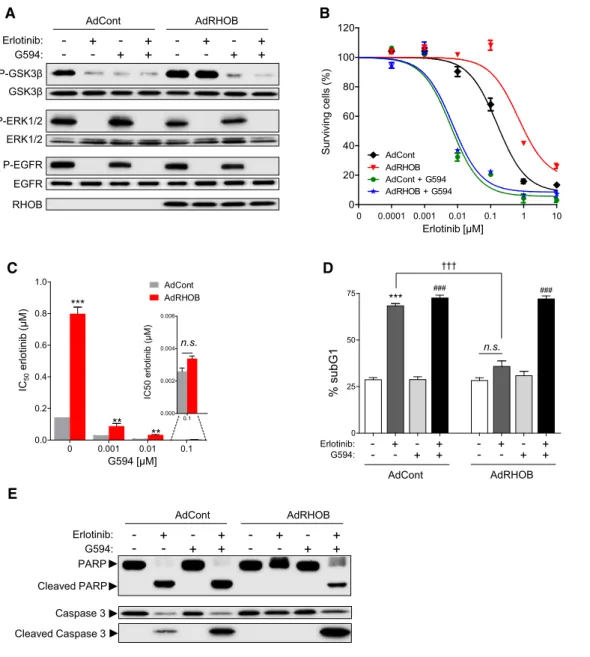 Figure 5. AKT inhibition sensitizes RHOB-expressing cells to erlotinib.