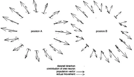 Figure 3:  Actual movement and population vector in  two arm positions 