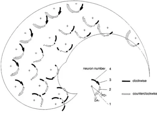 Figure 4:  Difference between direction of action and preferred direction for  four units
