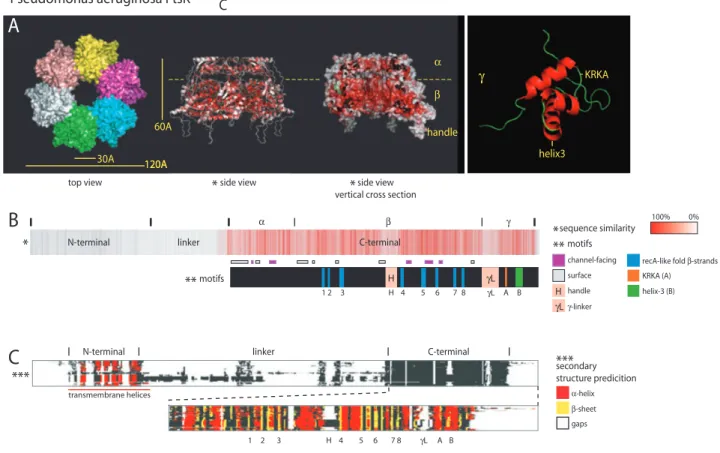 Fig. 1. Pseudomonas aeruginosa FtsK domain organization and conservation.