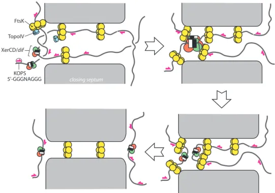Fig. 2. Segregation of the ter region during chromosome dimer resolution. The drawing represents the central part of a dividing cell