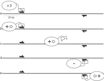 Fig. 3. Model for KOPS-directed FtsK loading and translocation reversal. For clarity, only one FtsK monomer is represented with the ab motor and the g subdomains indicated