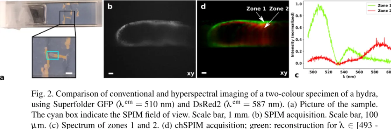 Fig. 2. Comparison of conventional and hyperspectral imaging of a two-colour specimen of a hydra, using Superfolder GFP (λ em = 510 nm) and DsRed2 (λ em = 587 nm)
