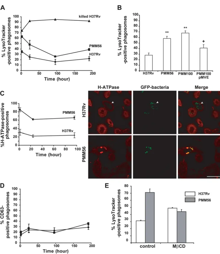 Figure 6. DIM deficiency induces acidification of Mtb -containing phagosome in a cholesterol-dependent manner