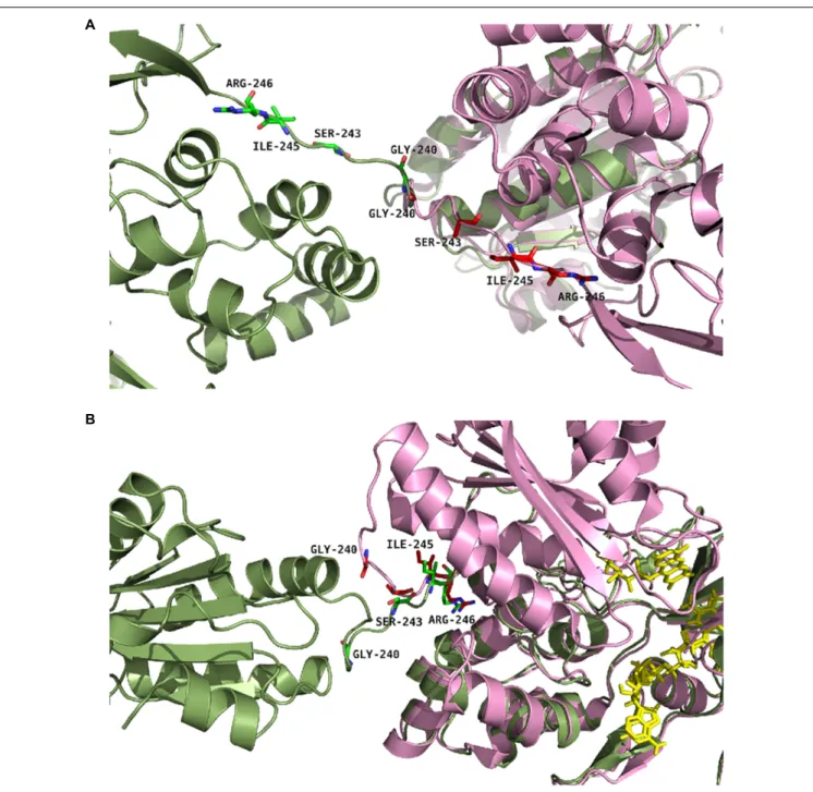 FIGURE 2 | Positions of the studied mutations in CPR. The structure of the yeast-human open form CPR chimera (3FJO, in dark green) and the WT soluble human closed form CPR (5FA6, chain A, in pink) were used to analyze the variations in the hinge segment be