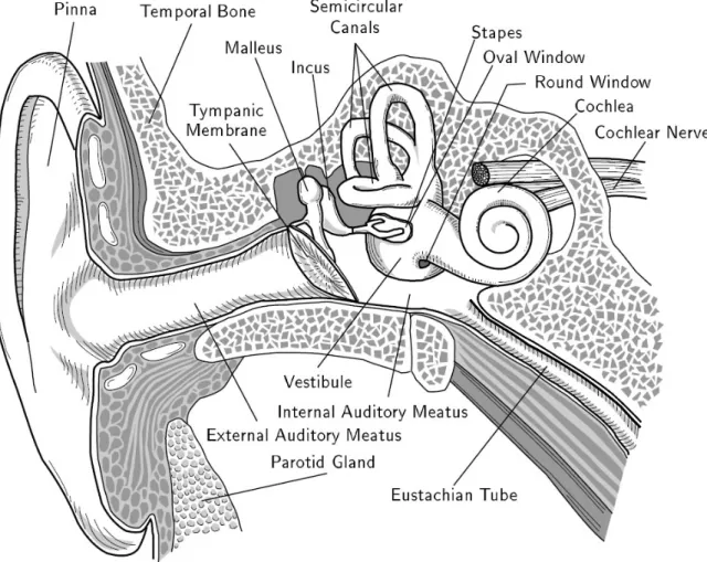 Figure 2-1: Anatomy of the human auditory periphery. Figure adapted from [305].