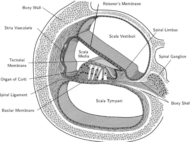 Figure 2-2: Cross-sectional view through the cochlea. Figure adapted from [305].