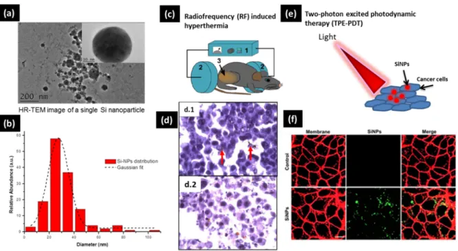 Figure 2. (a) Typical HR-TEM (High-resolution transmission electron microscopy) image of SiNPs produced by pulsed  laser ablation in liquid (PLAL) with corresponding diameter size distribution (b)