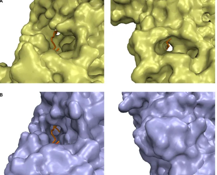 Figure S5  (related to Figure 3). Visualization  of a fatty acyl-binding  groove-tunnel in  TE Pks13  model