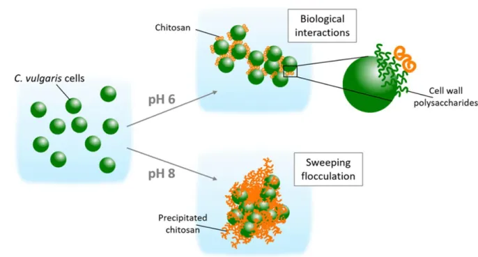 Figure 8. Schematic representation of the flocculation mechanisms induced by chitosan at pH 6 and 545  8 for C