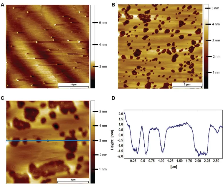 Figure  7.  AFM  tapping  mode  images  of  mouse  brain  tissue  derived  supported  lipid  bilayers  in  PBS  exposed  to  8  μM  of  human  Aβ  for  2  hours