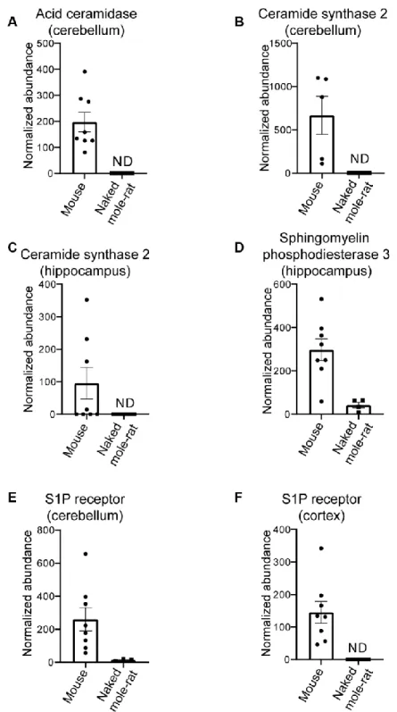 Figure 2. Differential proteins in mouse compared to naked mole-rats.  (A) Differential levels of acid ceramidase in cerebellar tissue