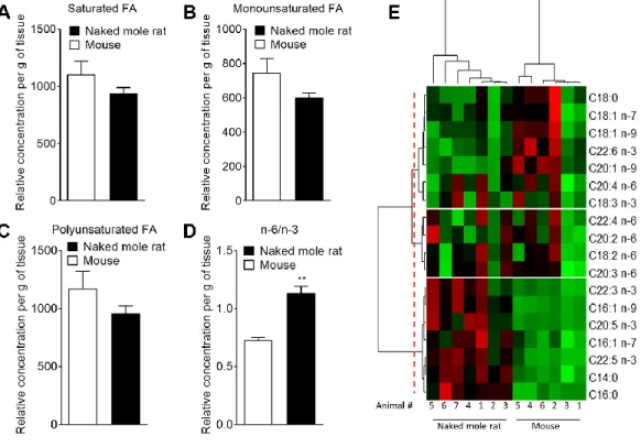 Figure 3. Mass spectrometry of brain derived total fatty acids . Lipids were taken from the brains of 7 naked mole-rats and 6 mice (2  independent  experiments)