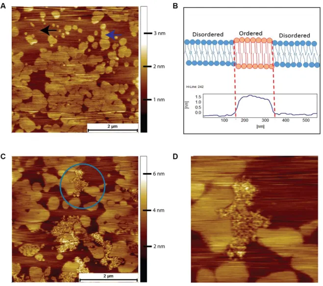 Figure 4. AFM contact mode images in PBS of DOPC/DPPC model supported lipid bilayers and their interactions with human  Aβ peptide