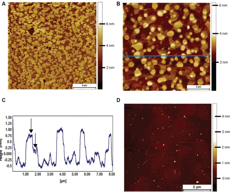Figure  5.  AFM tapping  mode  images of brain-derived  supported  lipid bilayers.  (A) Supported bilayer made from naked mole-rat  brain-derived  lipids  in  PBS