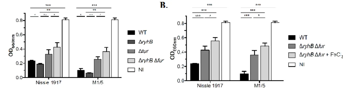 Figure  4.  A  yet  unknown  factor  is  involved  in  the  high  iron-dependent  regulation  of  colibactin production 