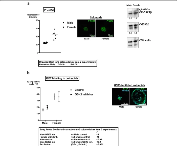 Fig. 5 Differential regulation of GSK3 in colon primitive cells from male and female mice
