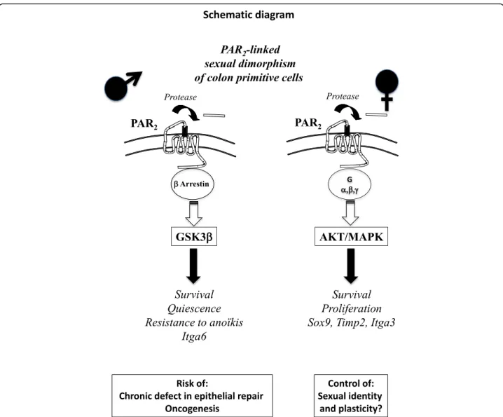 Fig. 7 Sexual dimorphism occurs in the PAR2-dependent regulation of colon primitive cells, which could have important implications in pathophysiology and therapy