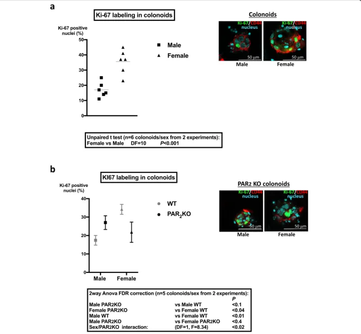 Fig. 2 Cell proliferation in colonoids from male and female mice and impact of PAR 2 expression