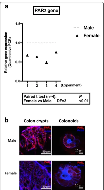 Fig. 3 PAR expression in colon crypts and colonoids. a PAR 2 mRNA expression in colon crypts from male or female mice was measured by qRT-PCR (n = 4 independent experiments)
