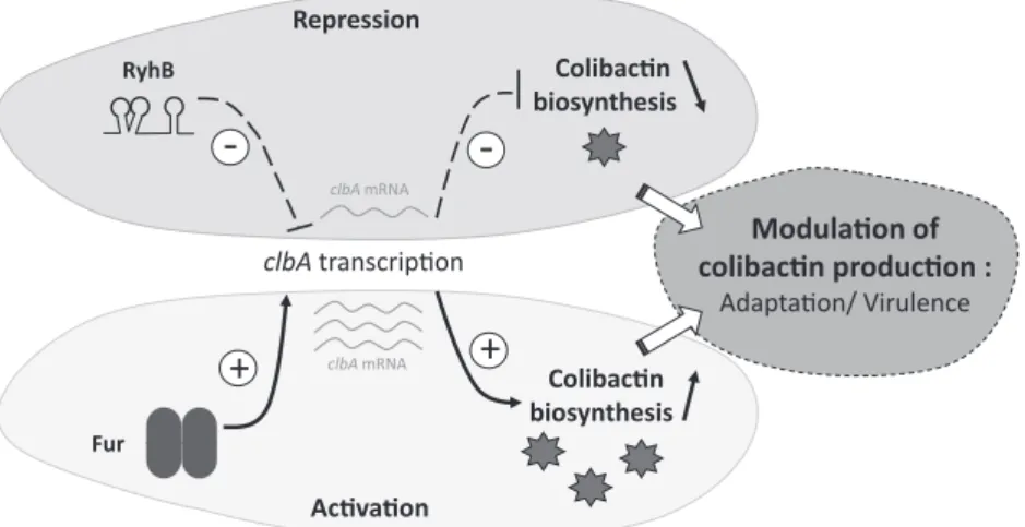 FIG 8 Model for the regulation of the transcription of clbA by Fur and RyhB. The biosynthesis of the genotoxin colibactin requires the enzymatic activity of the PPTase ClbA