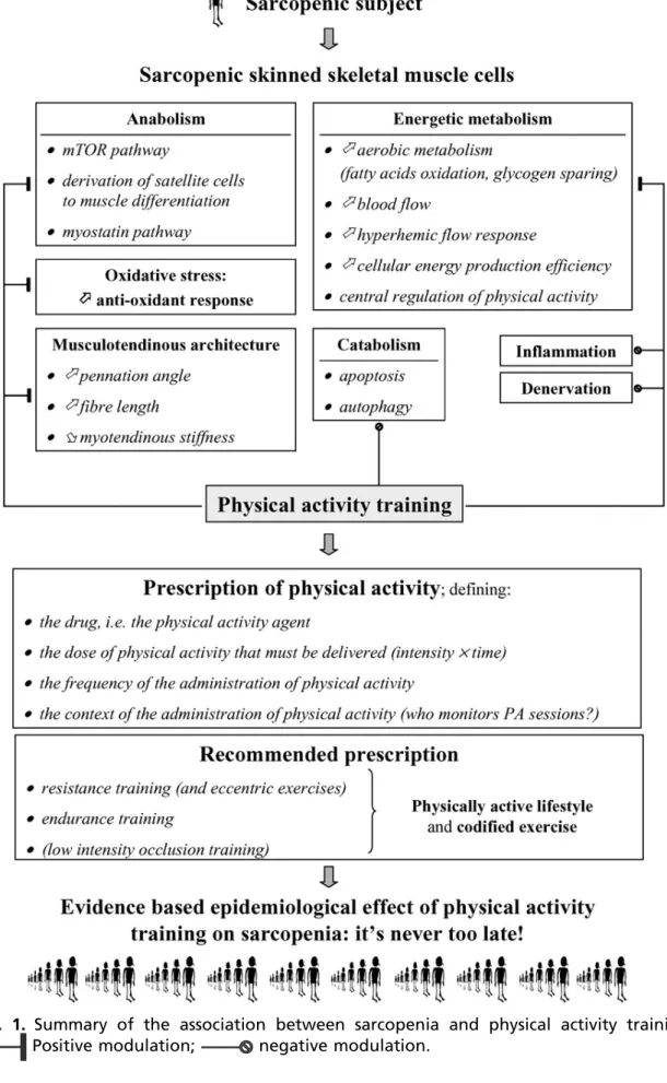Fig. 1. Summary of the association between sarcopenia and physical activity training.