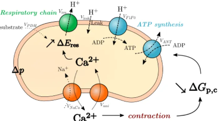 Figure 1. Reaction and fluxes described by the model.