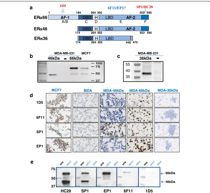Fig. 1 Recognition of estrogen receptor alpha (ER α ) isoforms by antibodies used for human breast cancer diagnosis