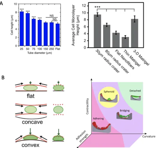 Figure 1-7. Cell monolayer height and cell-substrate attachment on concave, convex and flat  surface