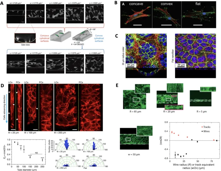Figure 1-8. Cell monolayer morphology on convex, concave and flat substrate.  (A) F-actin  fiber  orientation  on  cylindrical  concave  and  convex  substrate  with  different  diameters 13 