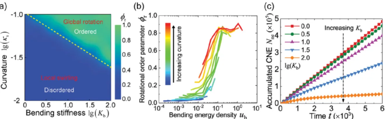 Figure 1-10. Cell-cell bending regulated collective cell migration on a spherical surface