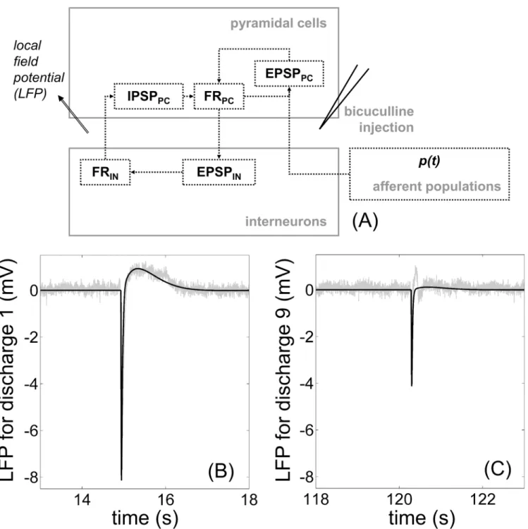 Fig 2. Modeling and experimental recording of neuronal activity. (A) Variables and relationships of the neural mass model (Table 1 and S1 Table)