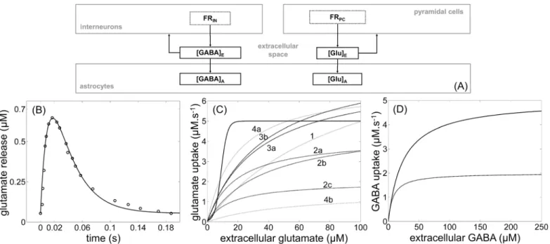 Fig 3. Modeling of the glutamate and GABA cycles according to the experimental literature