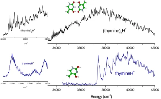 Figure 2: Comparison between the photo-fragmentation spectra of protonated thymine dimer (thymine) 2 H +  and protonated  thymine monomer thymineH + 