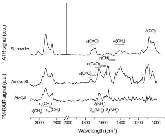 Figure 2. IR-ATR spectrum of the monounsaturated acidic sophorolipid powder (SL powder) and PM-RAIRS spectra of the  cystamine (Au-cys) and SL-grafted surfaces (Au-cys-SL) with identification of the main contributions  