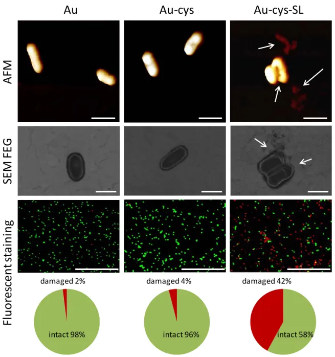 Figure  3. Bacteria (L. ivanovii) deposited on Au (left column), Au-cys (middle column) and Au-cys-SL (right column)  surfaces observed by AFM (top range), SEM-FEG (middle range) and epifluorescence microscopy (bottom range)