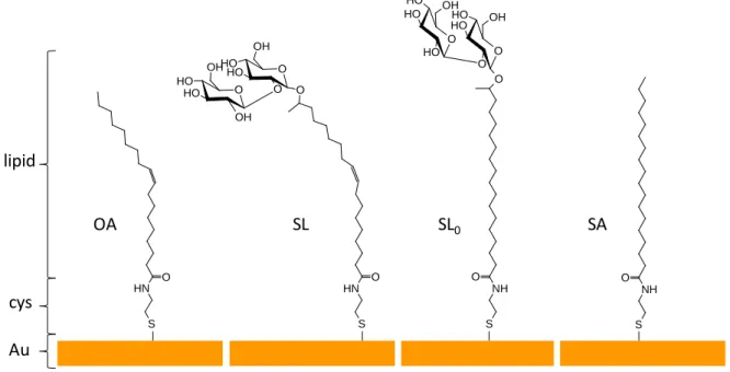 Figure 1. Functionalization of gold surfaces with oleic acid (OA), acidic monounsaturated sophorolipid (SL), acidic fully  saturated sophorolipid (SL 0 ) and stearic acid (SA)