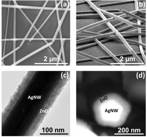 Figure 1. (a) Scanning electron microscopy (SEM) image of the AgNW network deposited  by spin coating and annealed at 250  o C for 30 minutes to sinter the junctions, (b) SEM image  of  AgNW  networks  coated  with  30  nm  of  ZnO  (obtained  with  60  sa