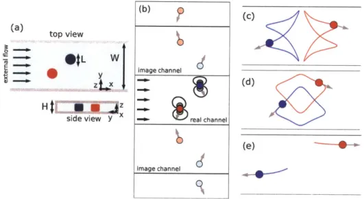 Fig.  3.4:  (a) Particles of length L  are confined to  two  dimensional motion in a channel of width W  and height H, where H <  L  <  W,  and subject to  an external flow
