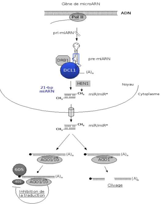 Figure 1.11 : Voie des microARN chez Arabidopsis. D'après Brodersen and Voinnet 2006.